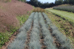 Eragrostis-trichodes-et-festuca-glauca-Elijah-blue-dans-les-champs